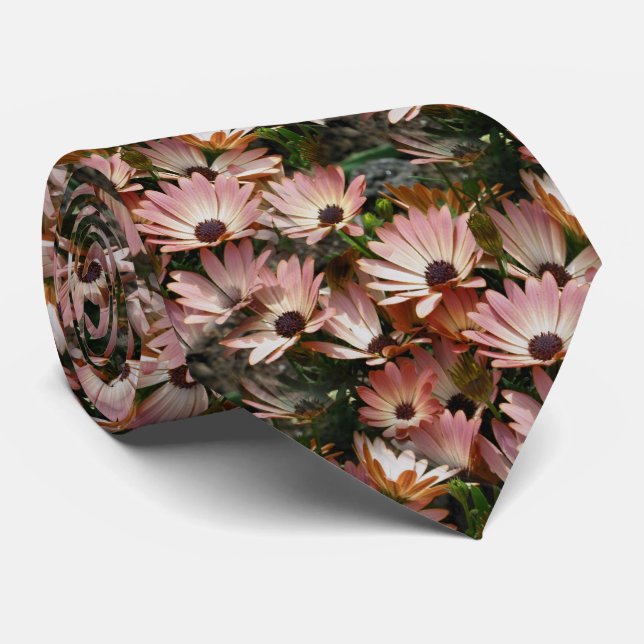 Rosa African Daisy Flowers Slips (Rullad)