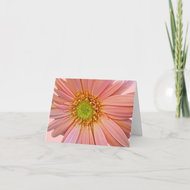Rosa African Daisy Note Card Kort (Framsida)
