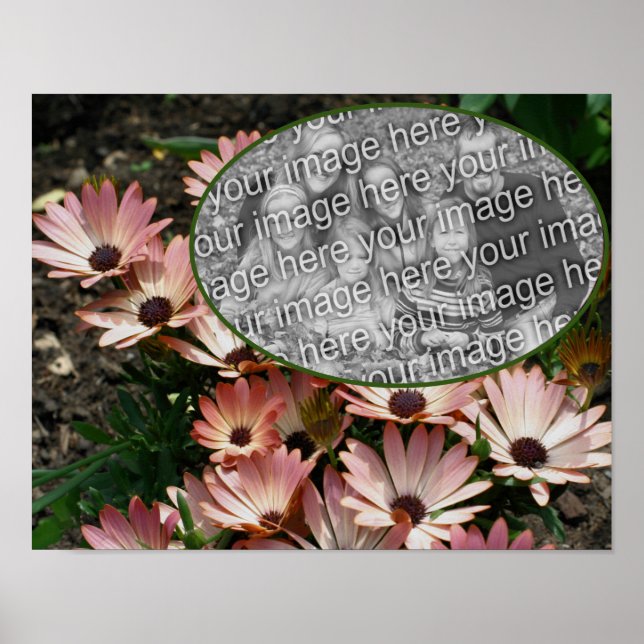 Rosa African Daisy Ram Skapar ditt eget foto Poster (Framsidan)