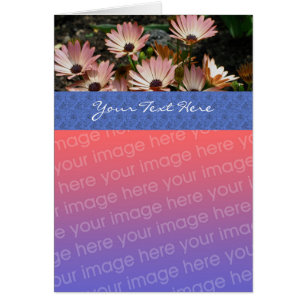 Rosa African Daisys Blommigt Photo Card Hälsningskort