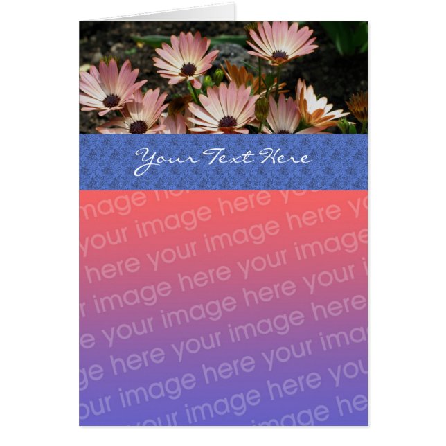 Rosa African Daisys Blommigt Photo Card Hälsningskort (Framsidan)