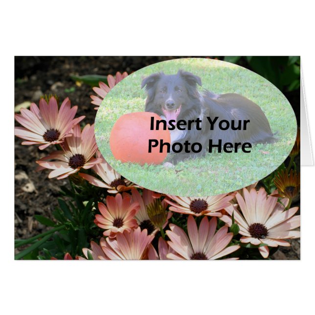 Rosa African Daisys Blommigt Photo Card Hälsningskort (Framsidan Horizontal)