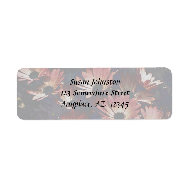 Rosa African Daisys Flower Address Label Returadress Etikett (Framsidan)