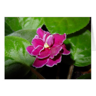 Rosa African Violet Blank Card Hälsningskort