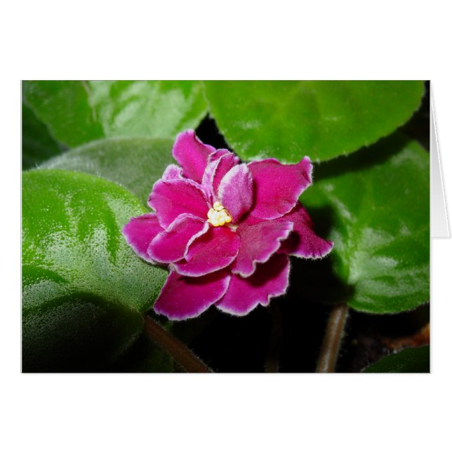 Rosa African Violet Blank Card Hälsningskort (Framsidan Horizontal)