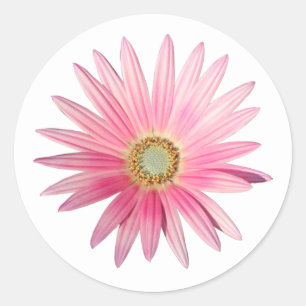Rosa Afrikas Daisy Runt Klistermärke