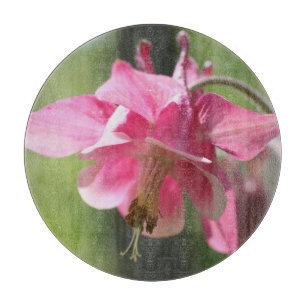 Rosa akvileja blomma