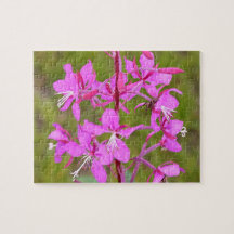 Rosa Alaska Fireweed-blommor i blomning