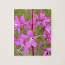 Rosa Alaska Fireweed-blommor i blomning