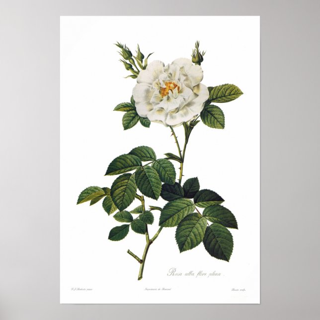 Rosa alba flore plena poster (Framsidan)