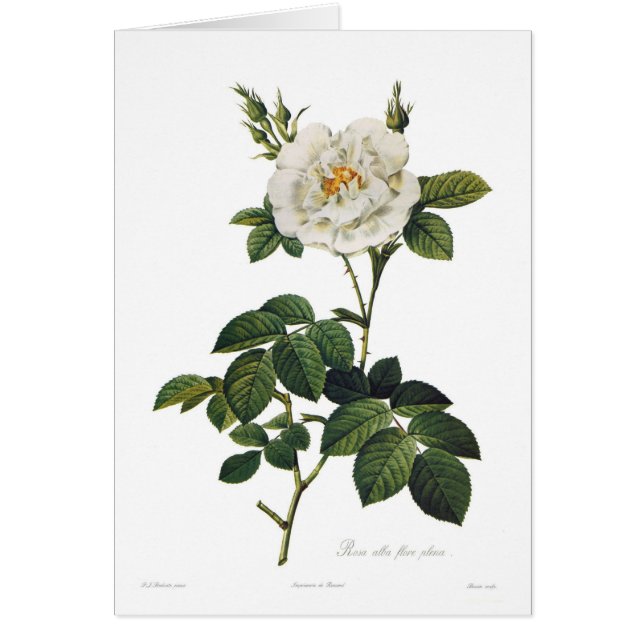 Rosa alba floreövertryck hälsningskort (Framsidan)