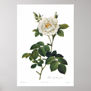 Rosa alba floreövertryck poster