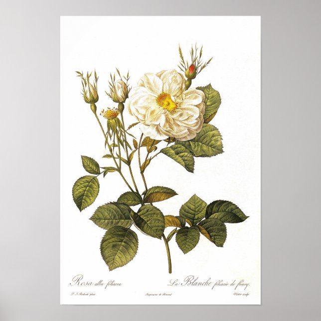 Rosa alba foliacea poster (Framsidan)