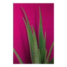 Rosa Aloe - Finkonst - Aloe Vera mot rosa