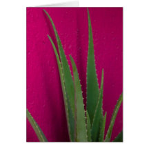 Rosa Aloe - Finkonst - Aloe Vera mot rosa