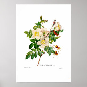 Rosa alpina poster