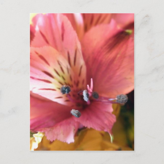 Rosa Alstroemeria Flower Lilies Flowers Photo Vykort (Framsida)