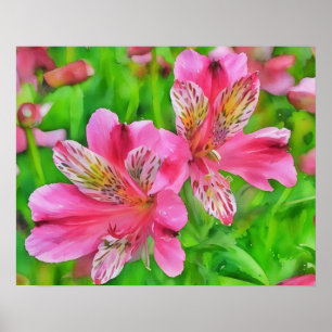 Rosa Alstroemeria Lily Flowers Watercolor Stil Poster