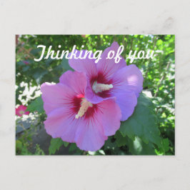 Rosa Althea-blomma Foto Tänker på Dig Vykort