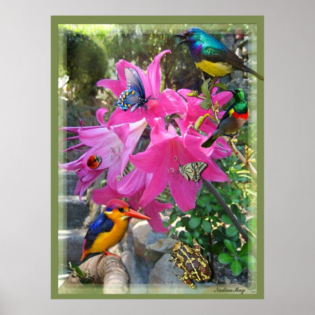 Rosa- Amaryllis & Kingfisher Poster (Framsidan)