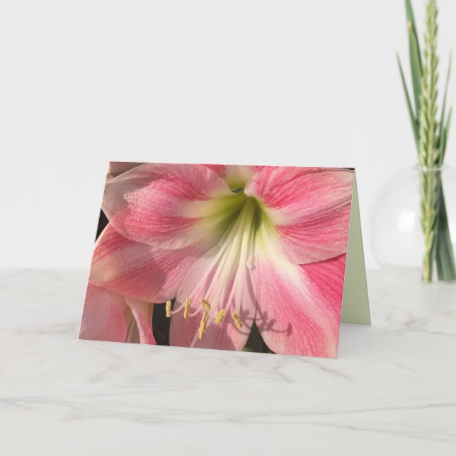 Rosa Amaryllis-kort Tack Kort (Framsida)