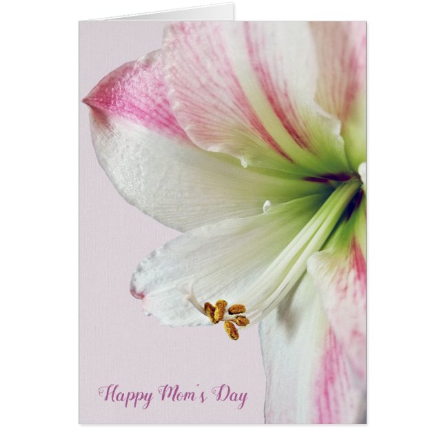 rosa amaryllis Mors dag Makro Hälsningskort (Framsidan)