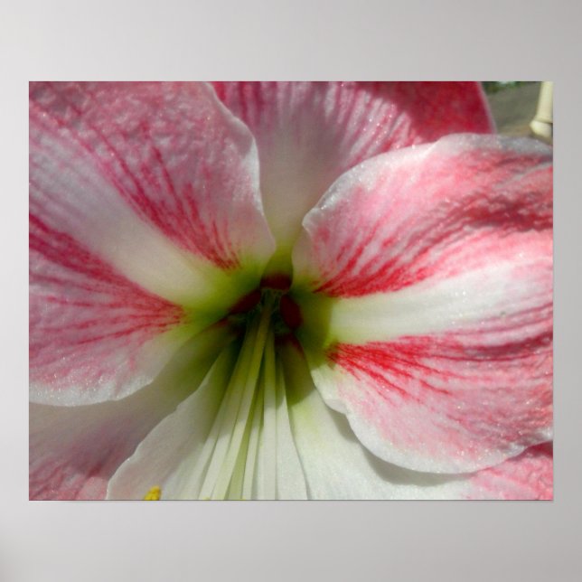 Rosa Amaryllis poster för raming (Framsidan)