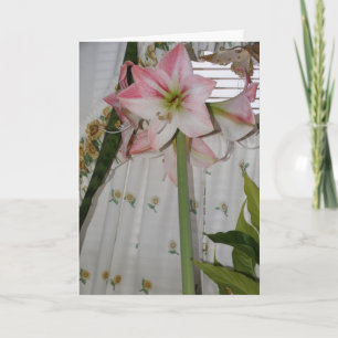 Rosa Amaryllis, Tänker på Dig Kort