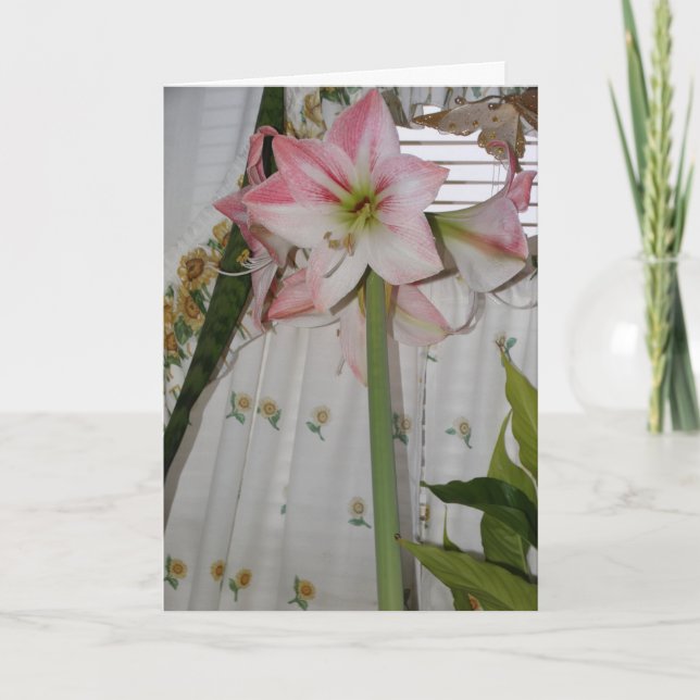 Rosa Amaryllis, Tänker på Dig Kort (Framsida)
