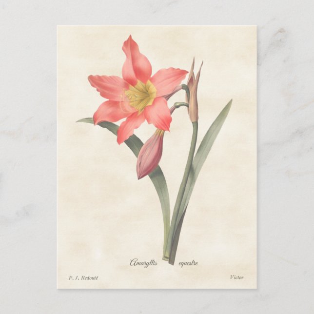 Rosa Amaryllis Vintage Botanisk illustration Vykort (Framsida)