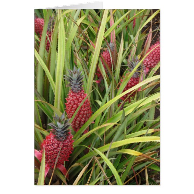 Rosa Ananas Hälsningskort (Framsidan)