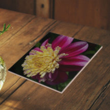 Rosa Anemone Dahlia Blommande Blomma