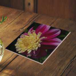 Rosa Anemone Dahlia Blommande Blomma Kakelplatta