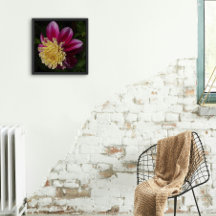 Rosa Anemone Dahlia Bloom Blommigt