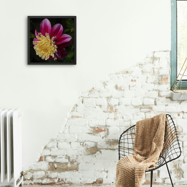 Rosa Anemone Dahlia Bloom Blommigt Fototryck (In Situ Framed)