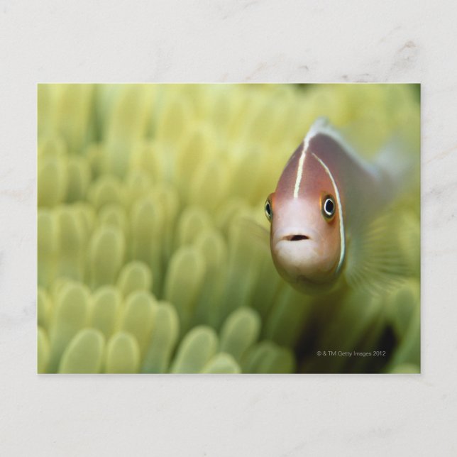 Rosa Anemone Fish Vykort (Framsida)