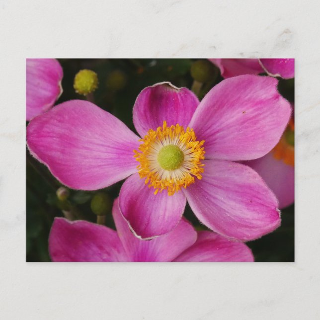 Rosa Anemone Flower vycard Vykort (Framsida)