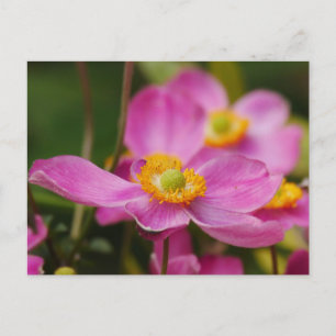 Rosa Anemone Flower vycard Vykort