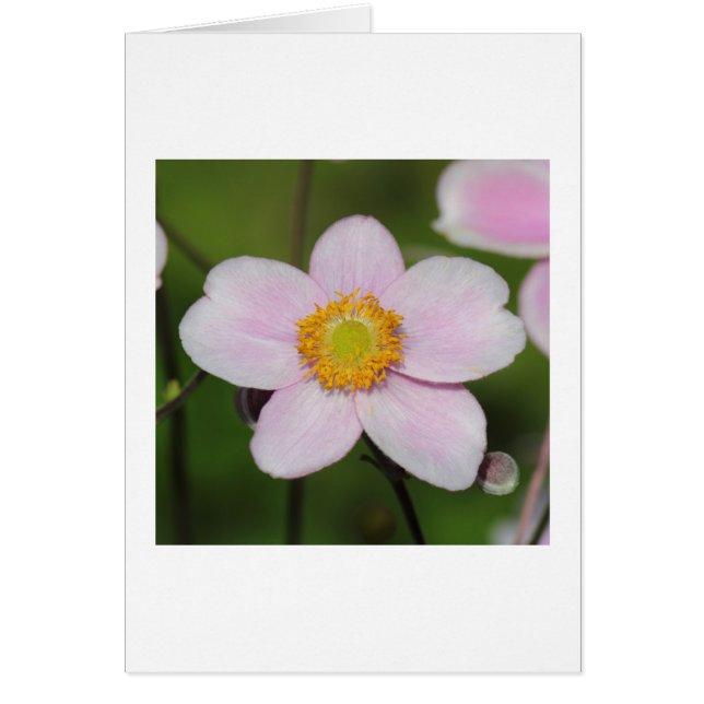 Rosa Anemone Hälsningskort (Framsidan)