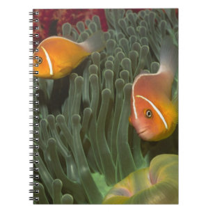 Rosa Anemonefish i Magnificant havsanemon Anteckningsbok Med Spiral