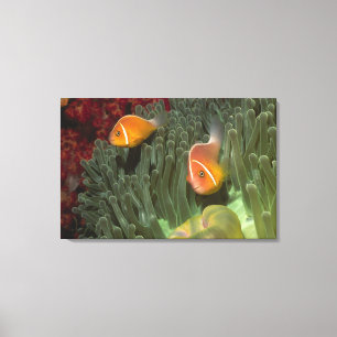 Rosa Anemonefish i Magnificant havsanemon Canvastryck