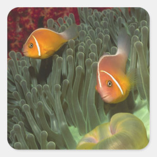Rosa Anemonefish i Magnificant havsanemon Fyrkantigt Klistermärke