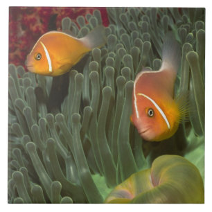 Rosa Anemonefish i Magnificant havsanemon Kakelplatta