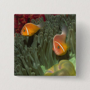 Rosa Anemonefish i Magnificant havsanemon Knapp