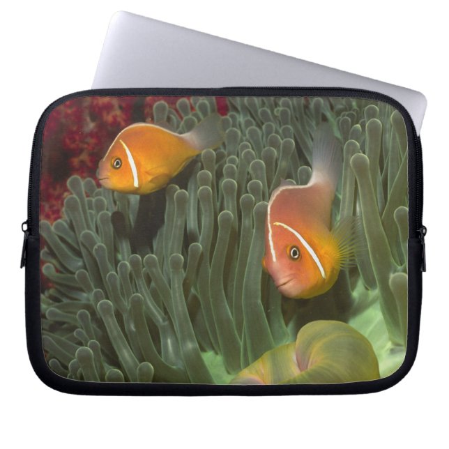 Rosa Anemonefish i Magnificant havsanemon Laptop Sleeve (Framsidan)