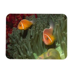 Rosa Anemonefish i Magnificant havsanemon Magnet