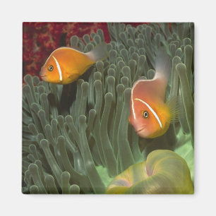 Rosa Anemonefish i Magnificant havsanemon Magnet