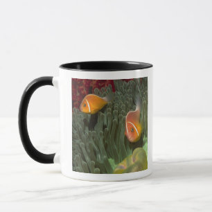 Rosa Anemonefish i Magnificant havsanemon Mugg