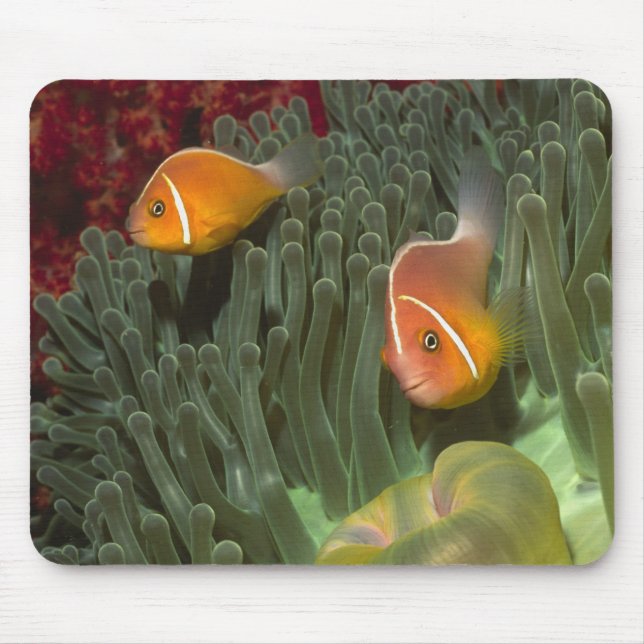 Rosa Anemonefish i Magnificant havsanemon Musmatta (Framsidan)