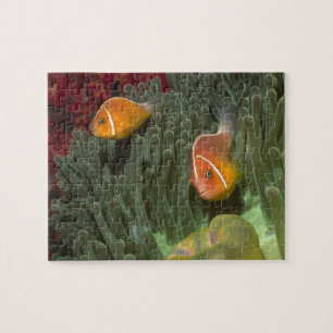 Rosa Anemonefish i Magnificant havsanemon Pussel